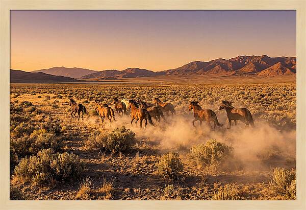 Wild Mustang Herd Galloping Free