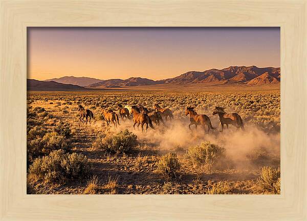Wild Mustang Herd Galloping Free