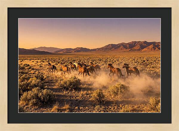 Wild Mustang Herd Galloping Free