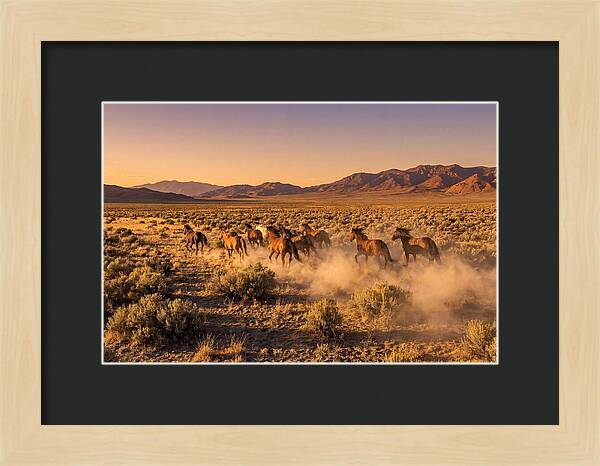 Wild Mustang Herd Galloping Free