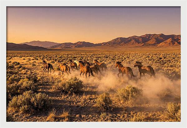 Wild Mustang Herd Galloping Free