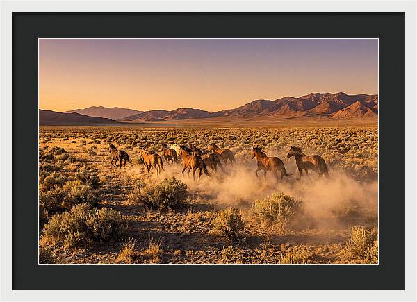Wild Mustang Herd Galloping Free