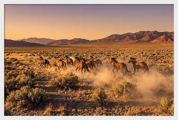 Wild Mustang Herd Galloping Free