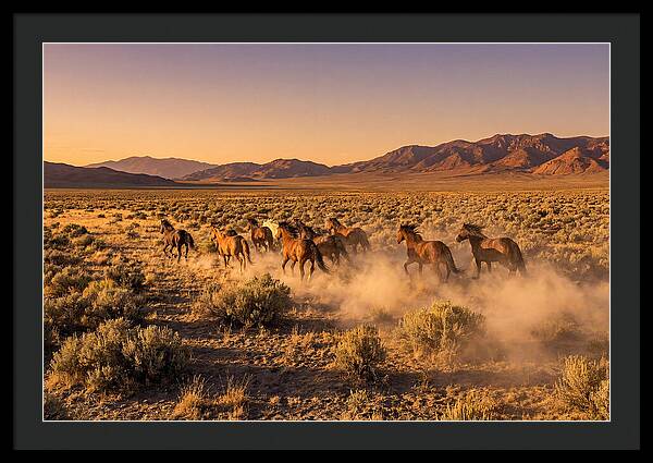 Wild Mustang Herd Galloping Free