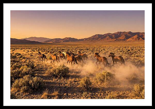 Wild Mustang Herd Galloping Free