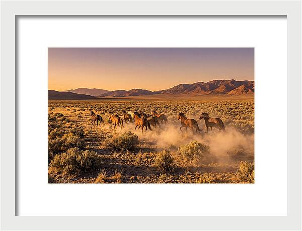 Wild Mustang Herd Galloping Free