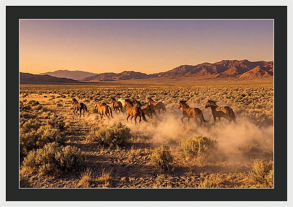Wild Mustang Herd Galloping Free