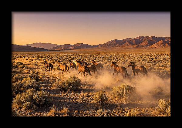Wild Mustang Herd Galloping Free