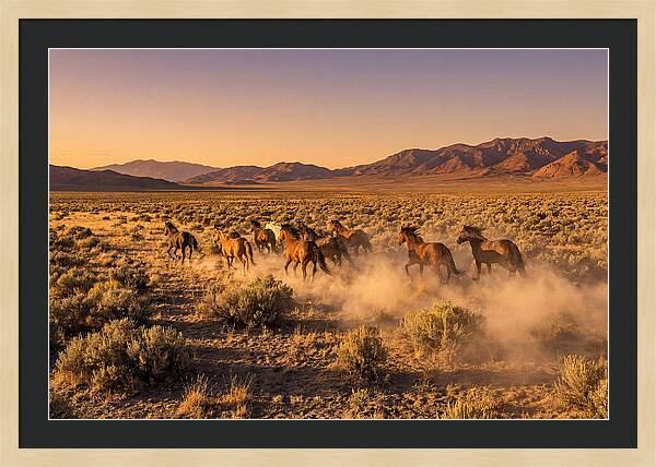 Wild Mustang Herd Galloping Free