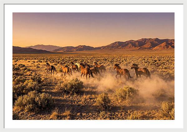 Wild Mustang Herd Galloping Free