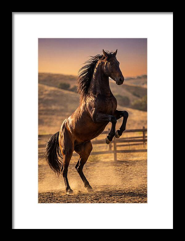 Wild Mustang Stallion Rearing