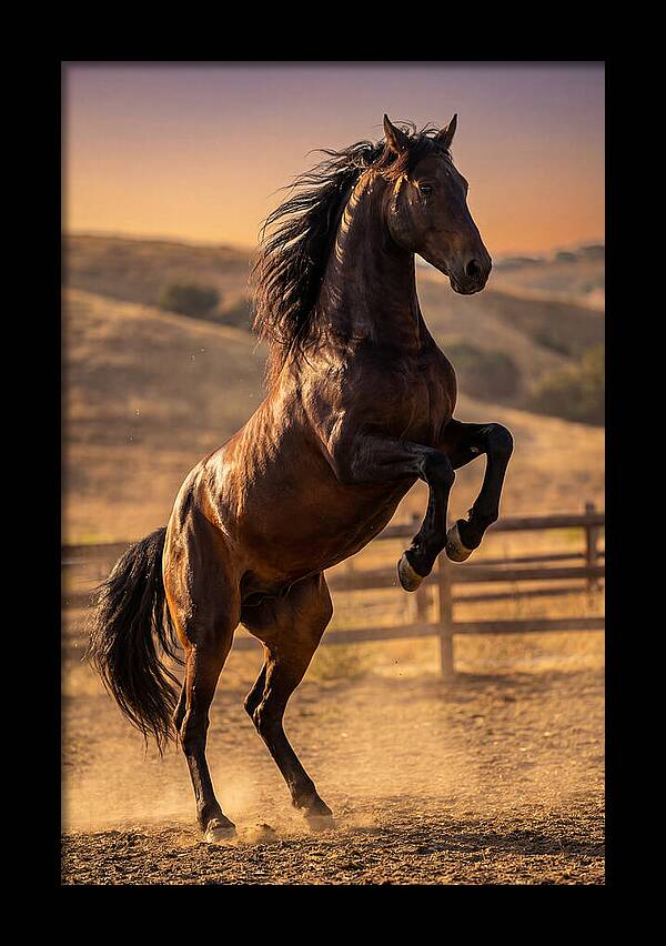 Wild Mustang Stallion Rearing