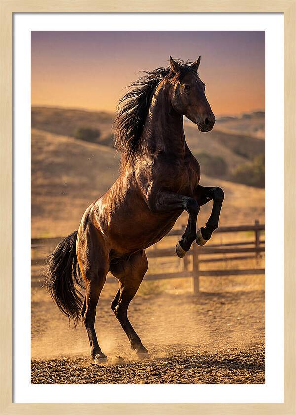 Wild Mustang Stallion Rearing