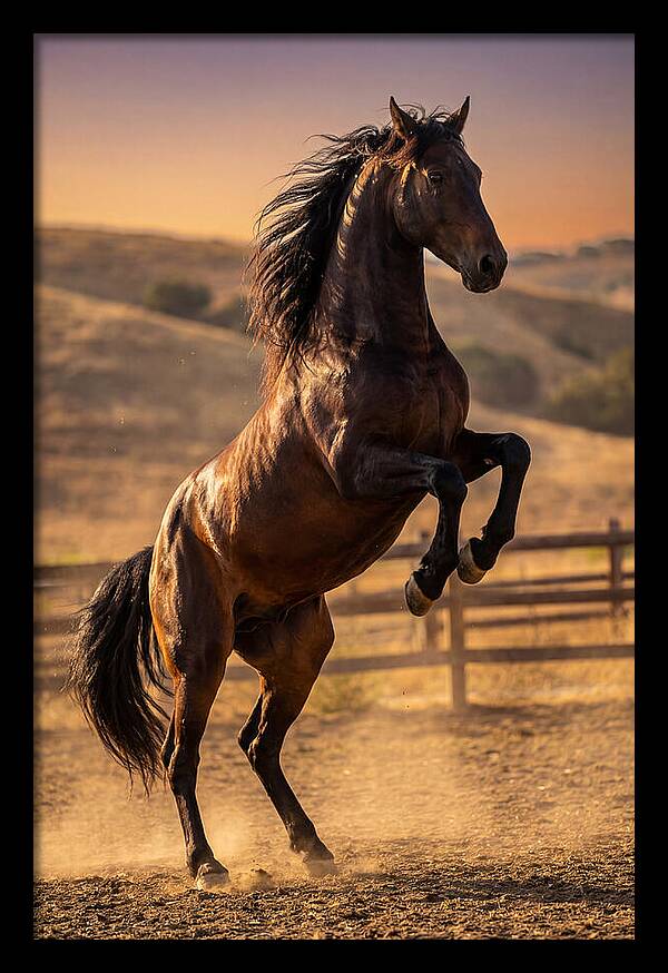 Wild Mustang Stallion Rearing