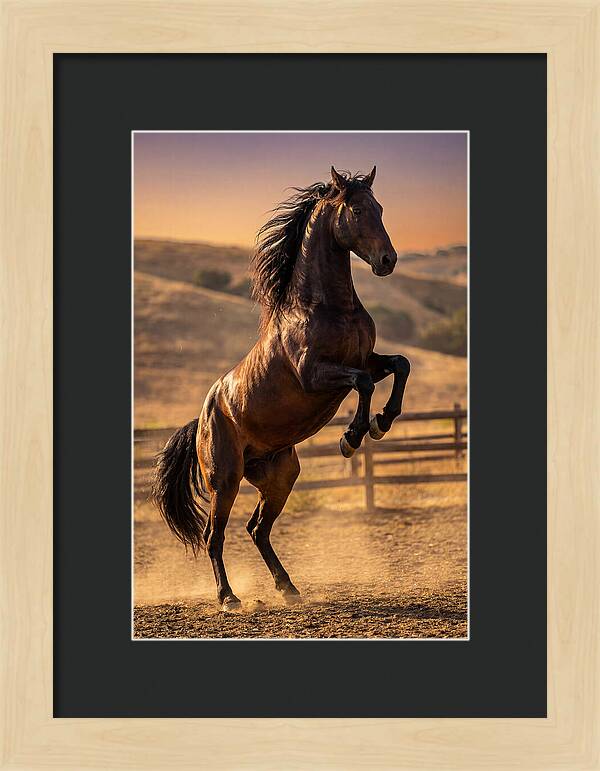 Wild Mustang Stallion Rearing