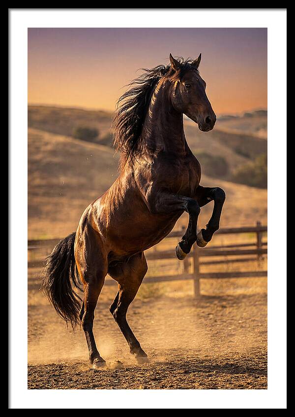 Wild Mustang Stallion Rearing