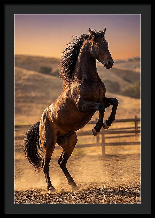 Wild Mustang Stallion Rearing