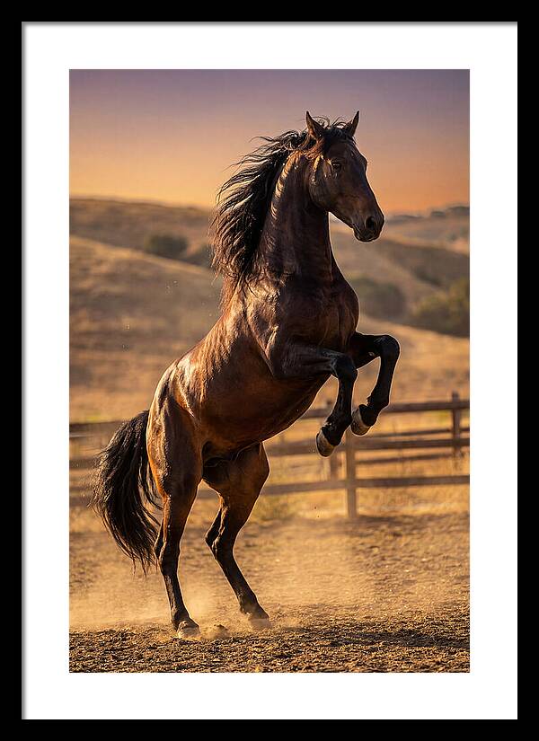 Wild Mustang Stallion Rearing