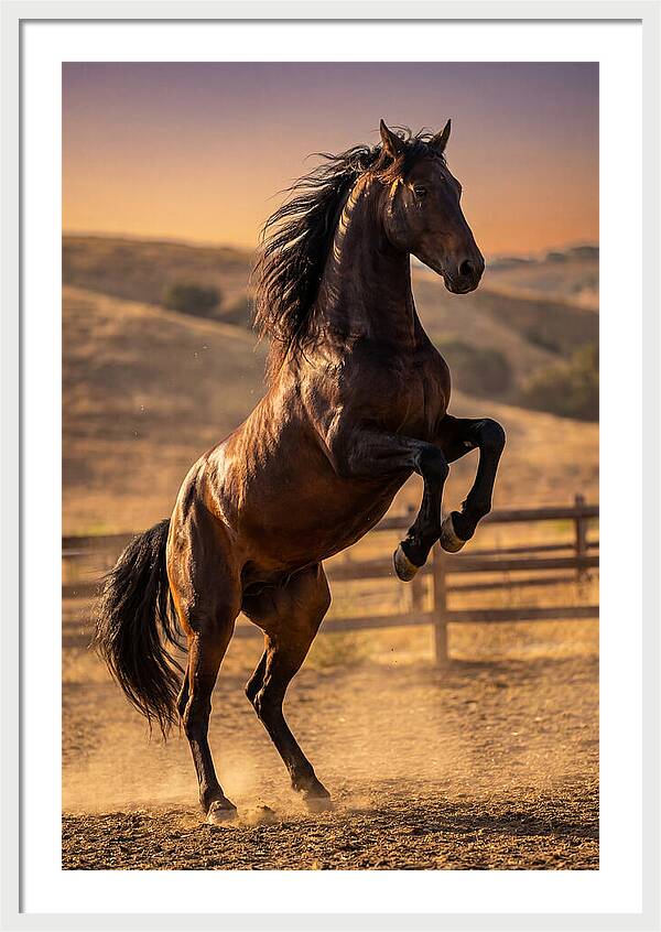 Wild Mustang Stallion Rearing