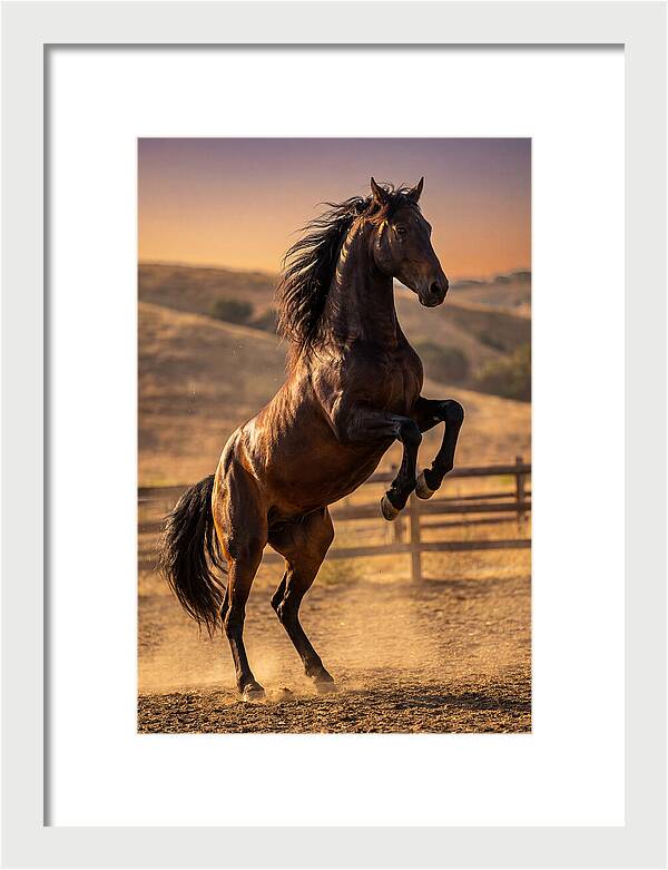 Wild Mustang Stallion Rearing