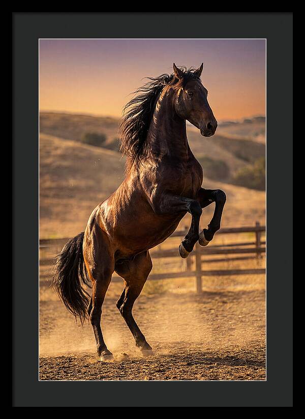 Wild Mustang Stallion Rearing