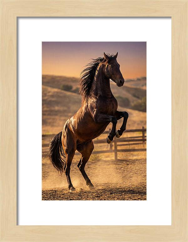 Wild Mustang Stallion Rearing