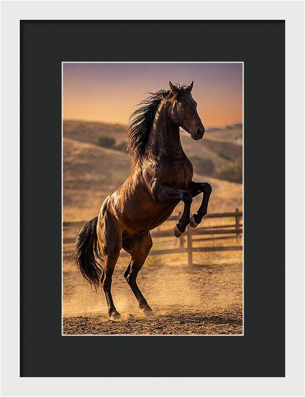 Wild Mustang Stallion Rearing