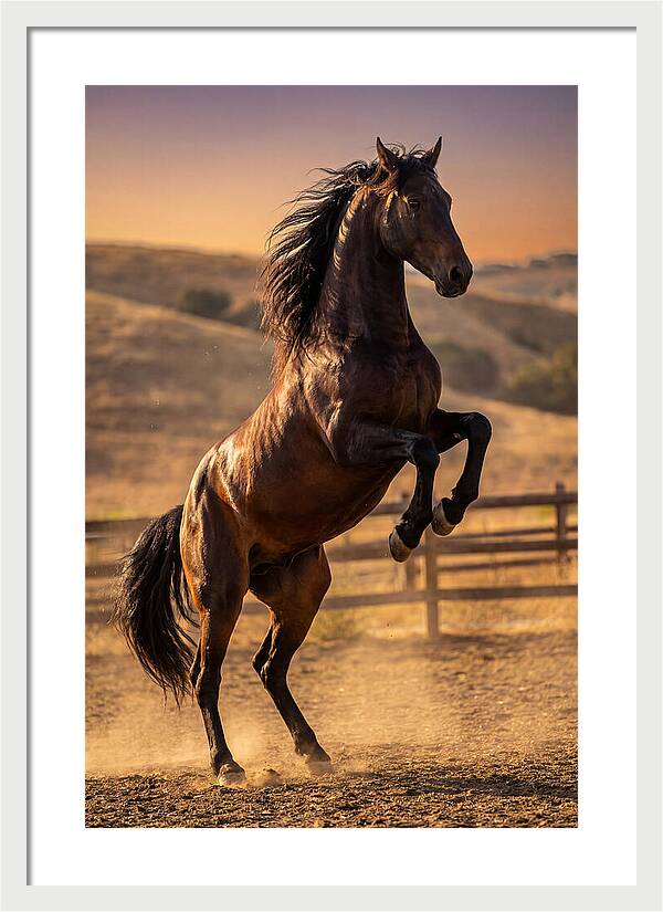 Wild Mustang Stallion Rearing