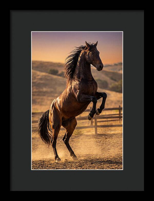 Wild Mustang Stallion Rearing