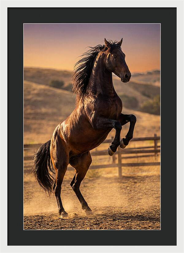Wild Mustang Stallion Rearing