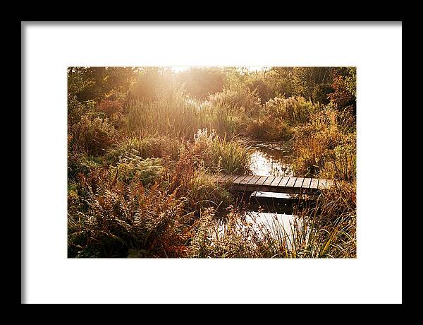 Wild Pond Serenity