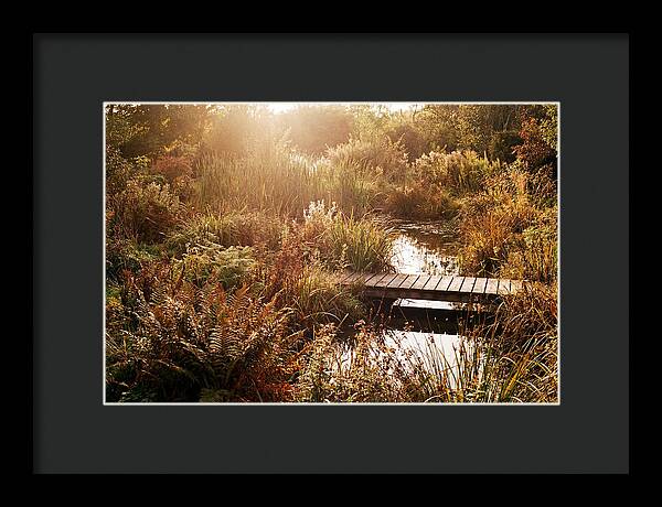 Wild Pond Serenity