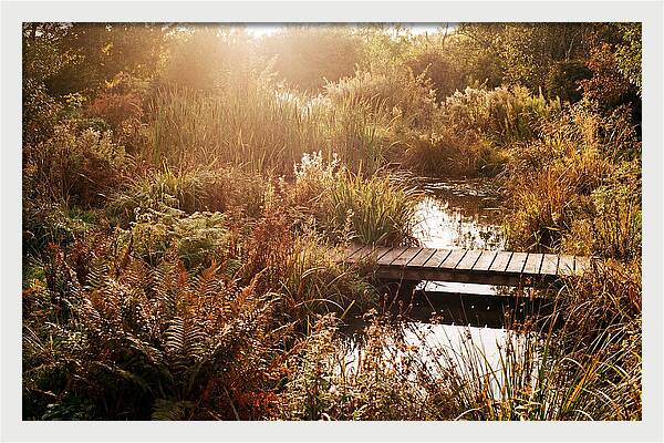 Wild Pond Serenity