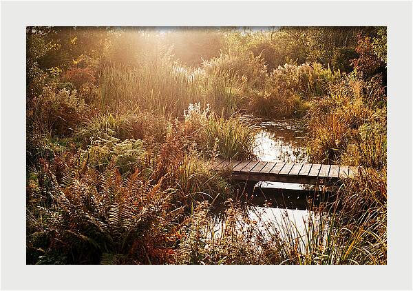 Wild Pond Serenity