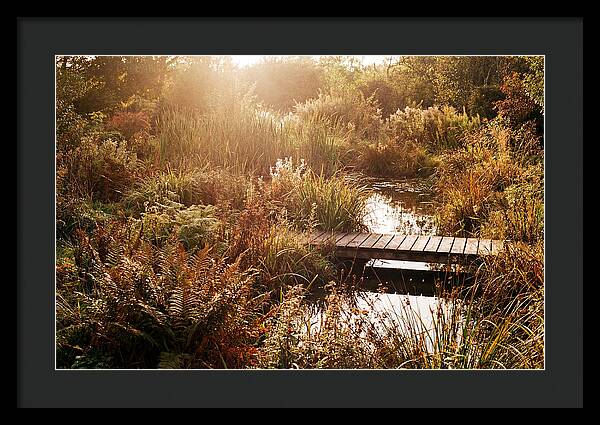 Wild Pond Serenity