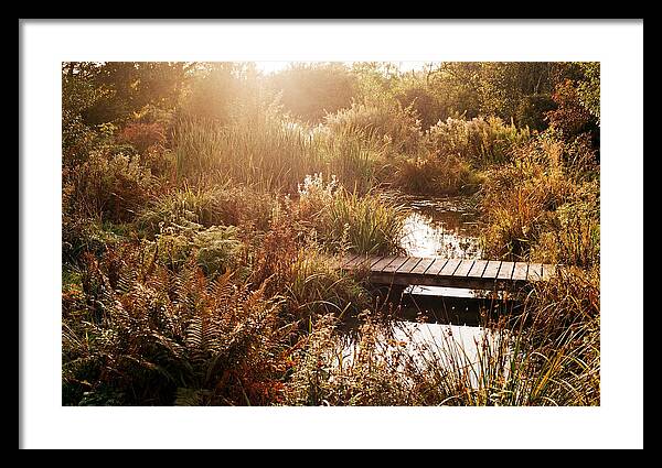 Wild Pond Serenity