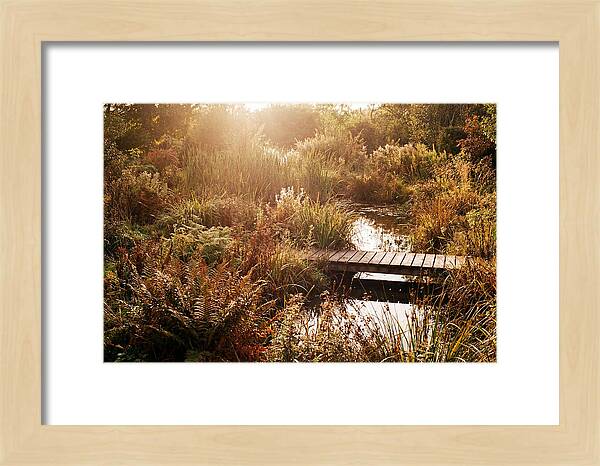 Wild Pond Serenity