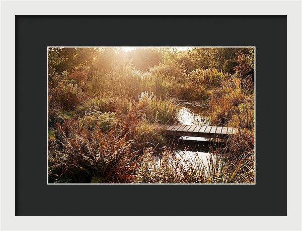 Wild Pond Serenity
