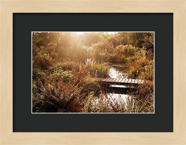 Wild Pond Serenity