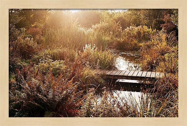 Wild Pond Serenity