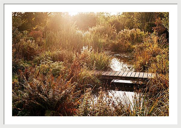 Wild Pond Serenity