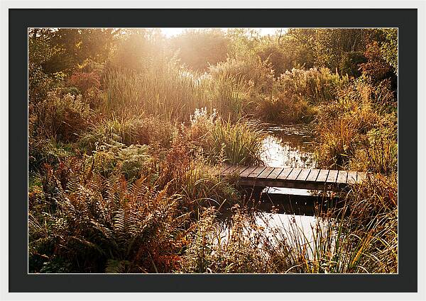 Wild Pond Serenity