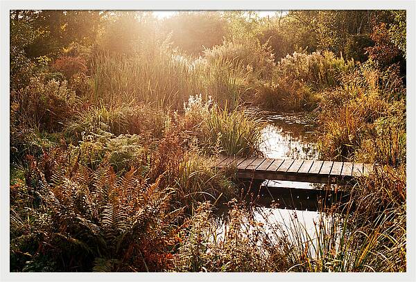 Wild Pond Serenity