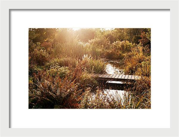 Wild Pond Serenity