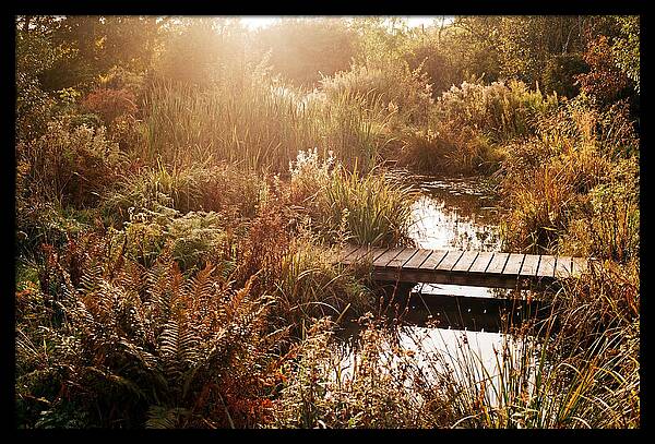 Wild Pond Serenity