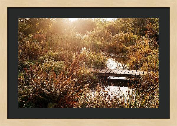 Wild Pond Serenity