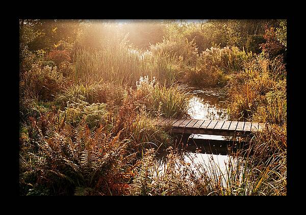 Wild Pond Serenity