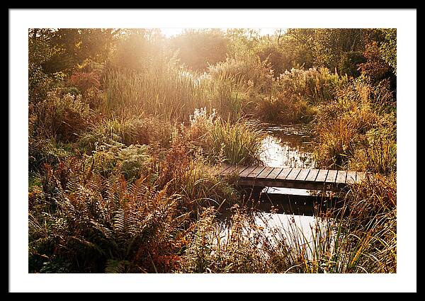 Wild Pond Serenity