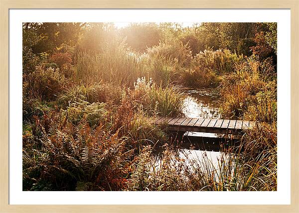 Wild Pond Serenity