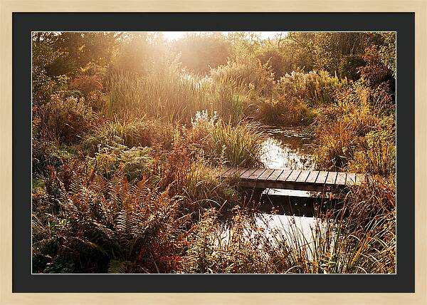 Wild Pond Serenity